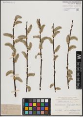 Foto von Salix caprea L.